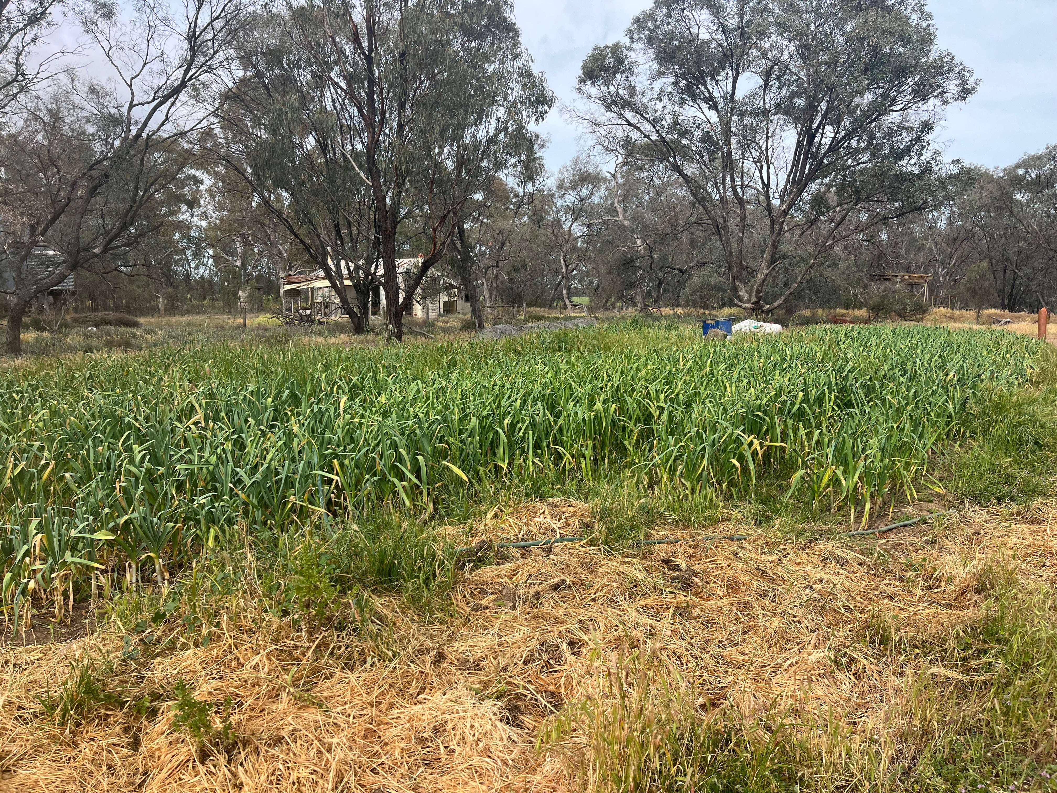 Garlic Seed for Planting – Fernihurst VIC