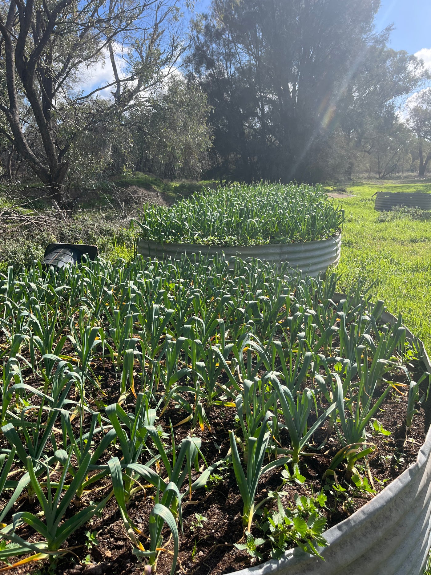 Garlic Seed for Planting – Fernihurst VIC