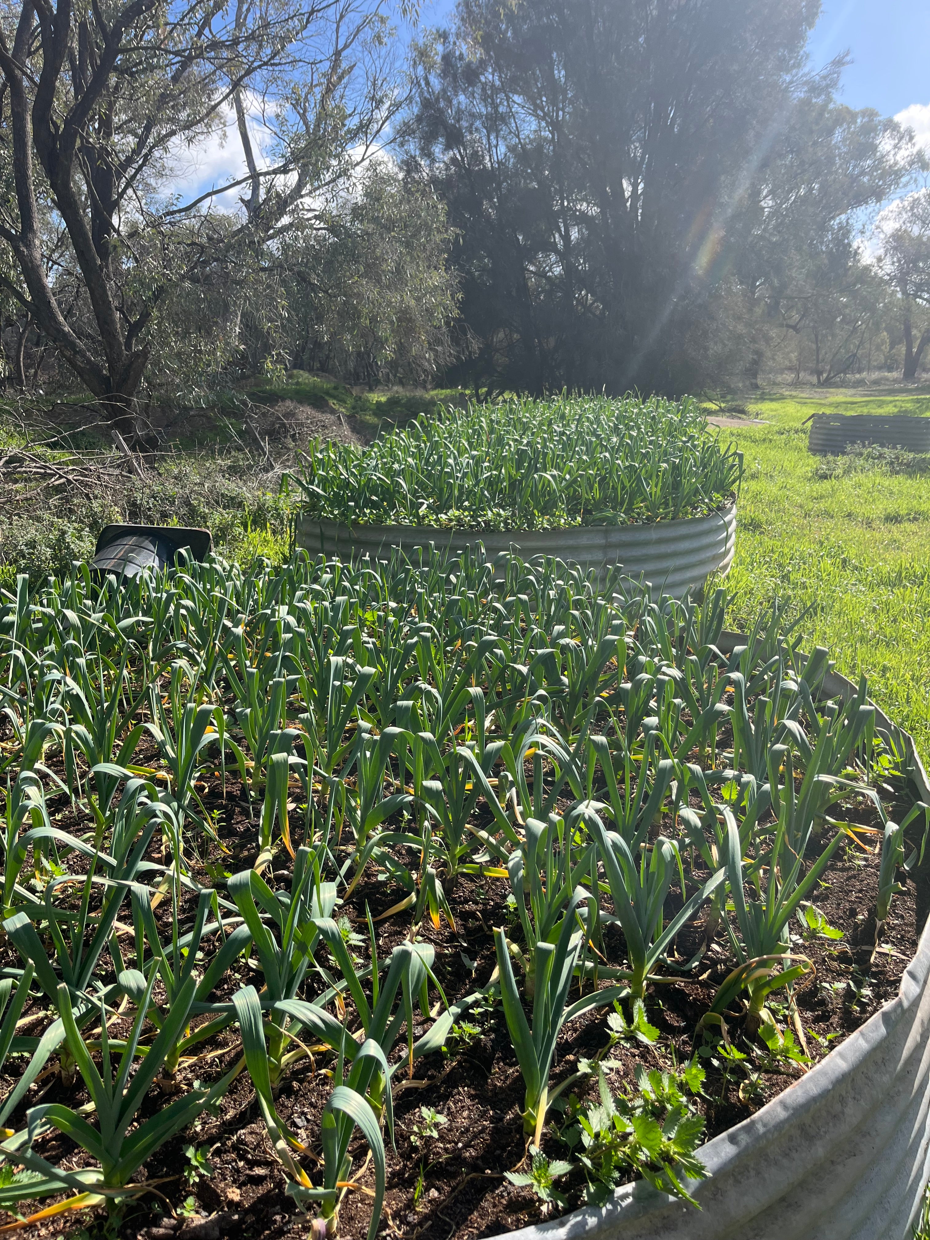 Garlic Seed for Planting – Fernihurst VIC