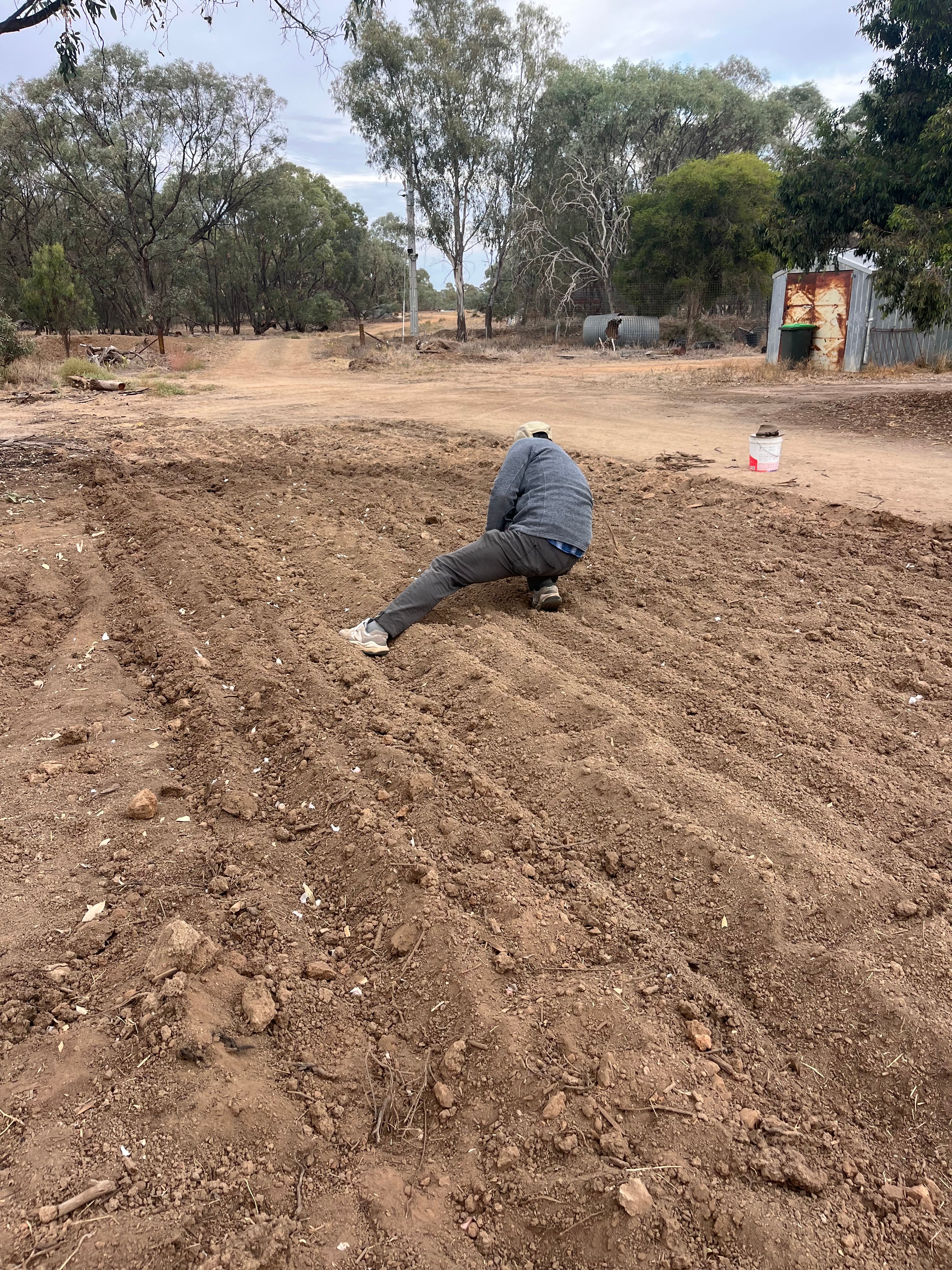 Garlic Seed for Planting – Fernihurst VIC