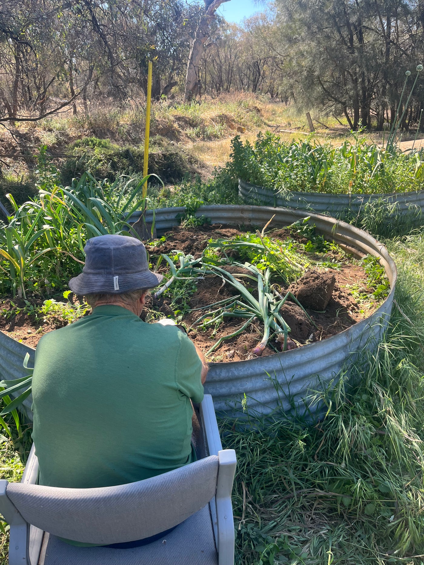 Garlic Seed for Planting – Fernihurst VIC