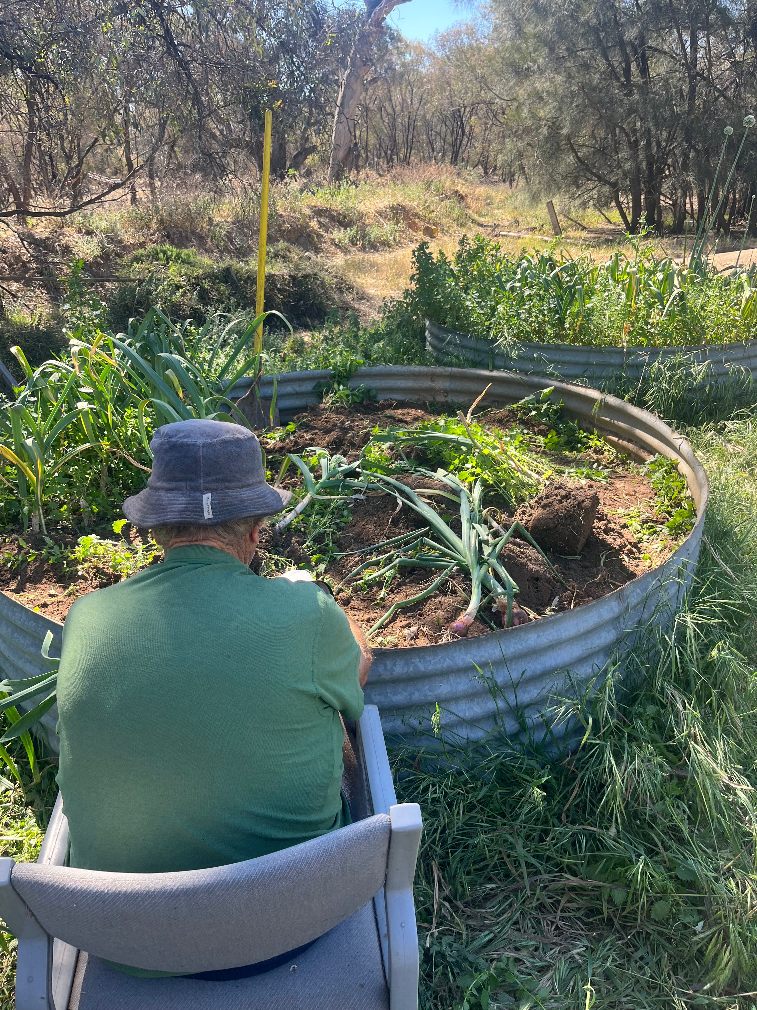 Garlic Seed for Planting – Fernihurst VIC