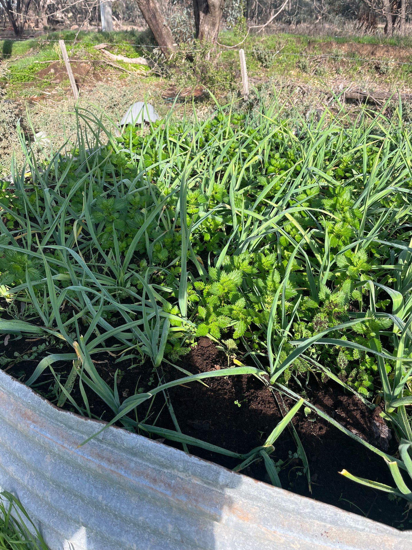 Garlic Seed for Planting – Fernihurst VIC