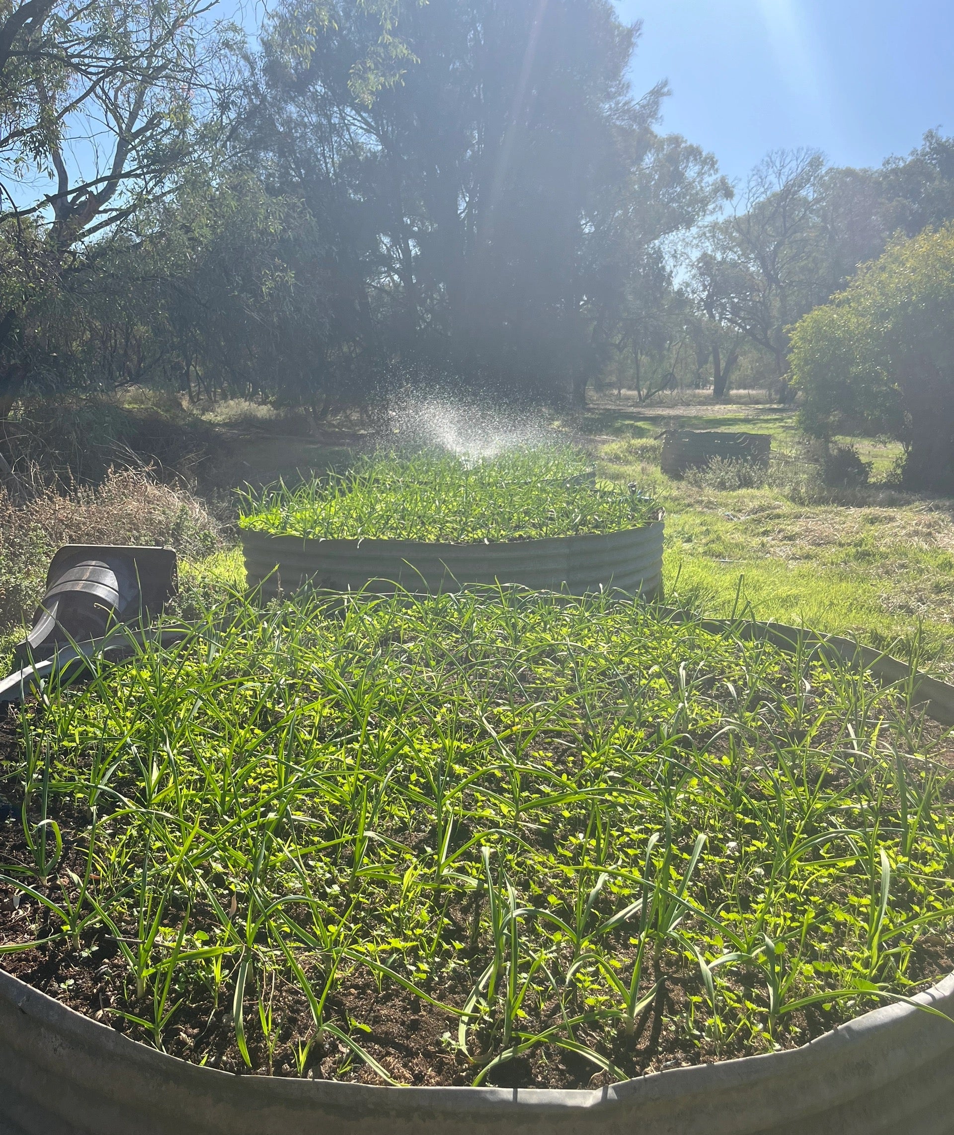 Garlic Seed for Planting – Fernihurst VIC