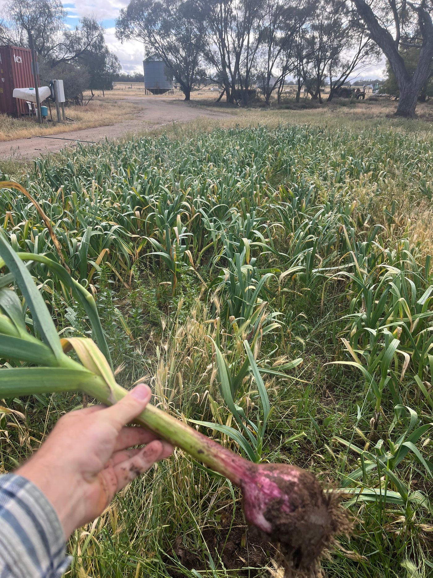 Garlic Seed for Planting – Fernihurst VIC