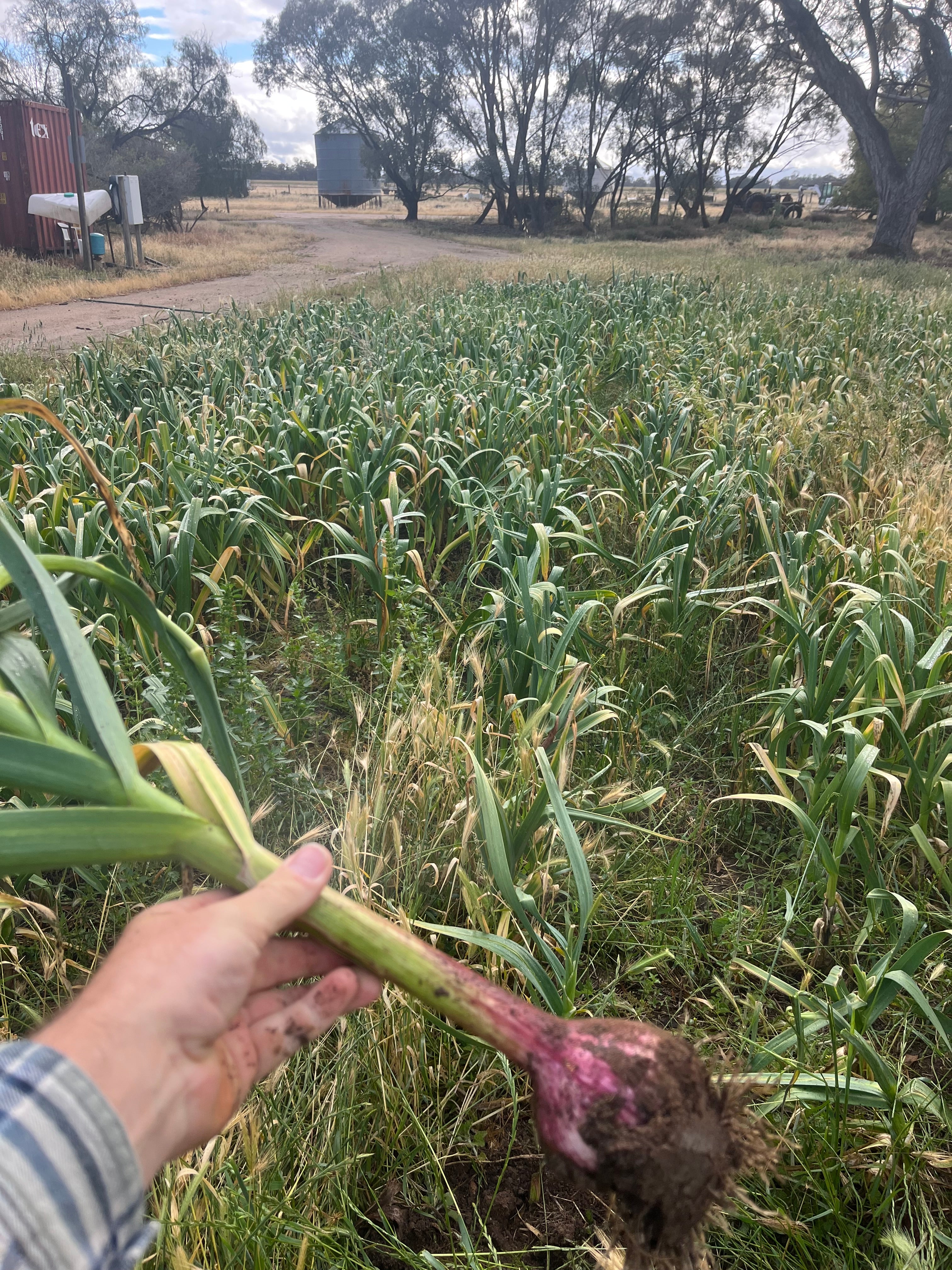 Garlic Seed for Planting – Fernihurst VIC