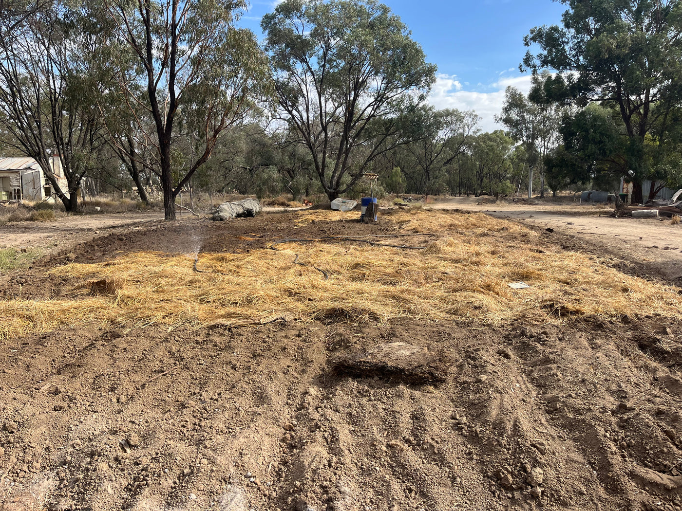 Garlic Seed for Planting – Fernihurst VIC