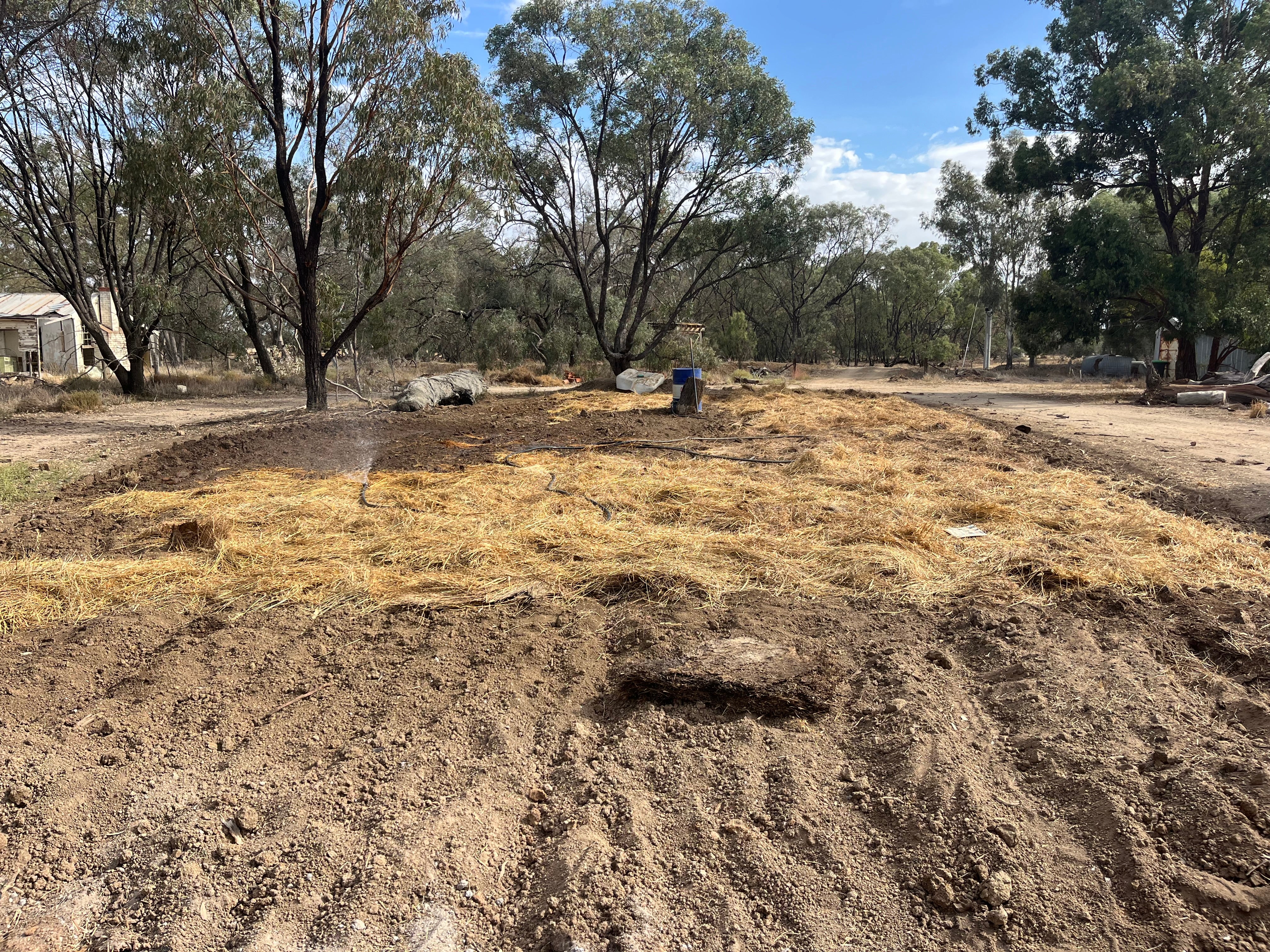 Garlic Seed for Planting – Fernihurst VIC