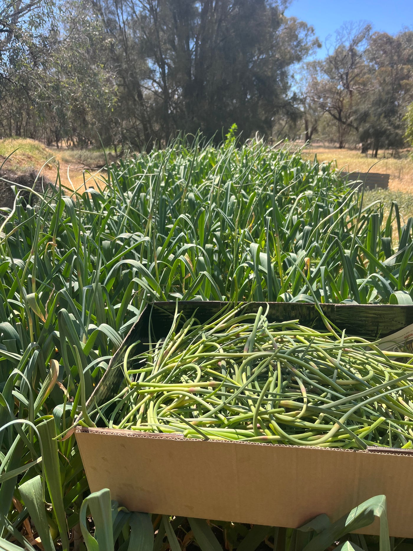 Garlic Seed for Planting – Fernihurst VIC