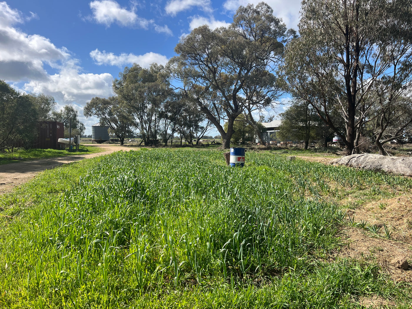Garlic Seed for Planting – Fernihurst VIC