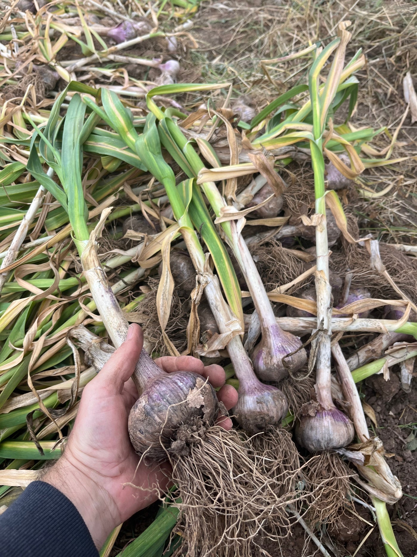 Garlic Seed for Planting – Fernihurst VIC