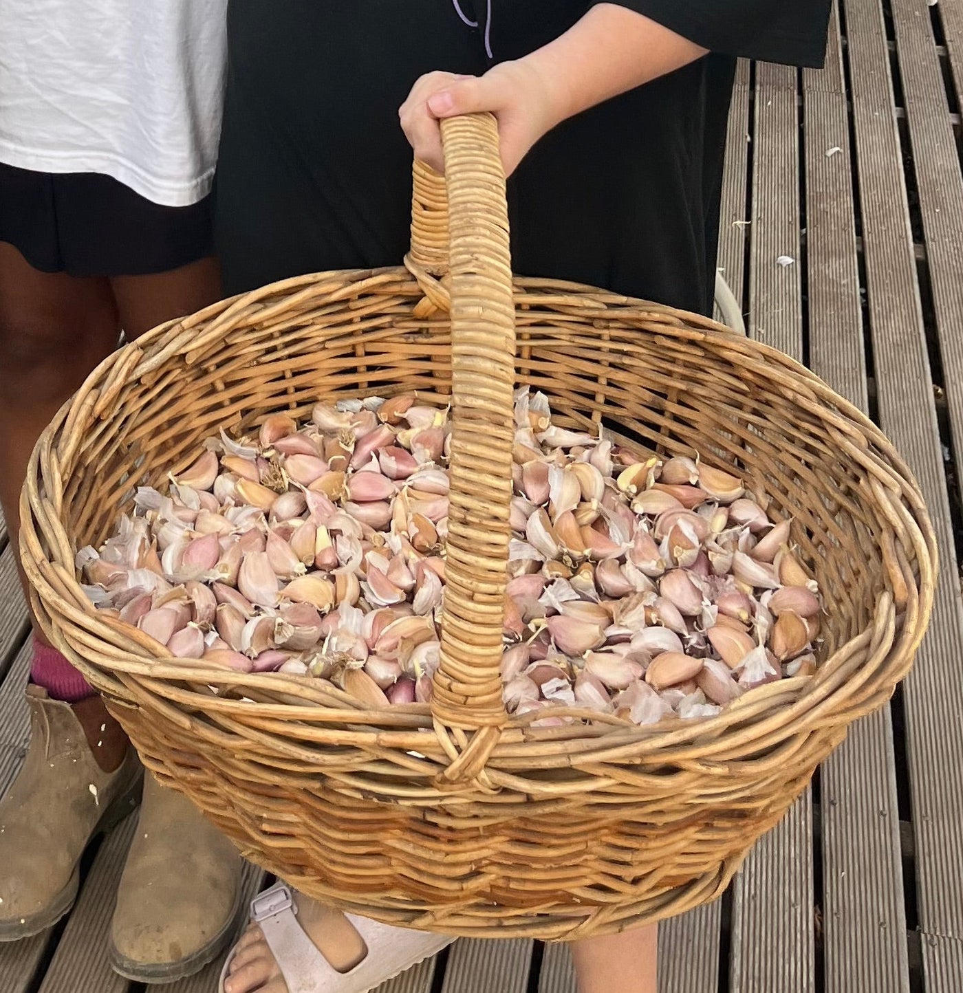 Garlic Seed for Planting – Fernihurst VIC