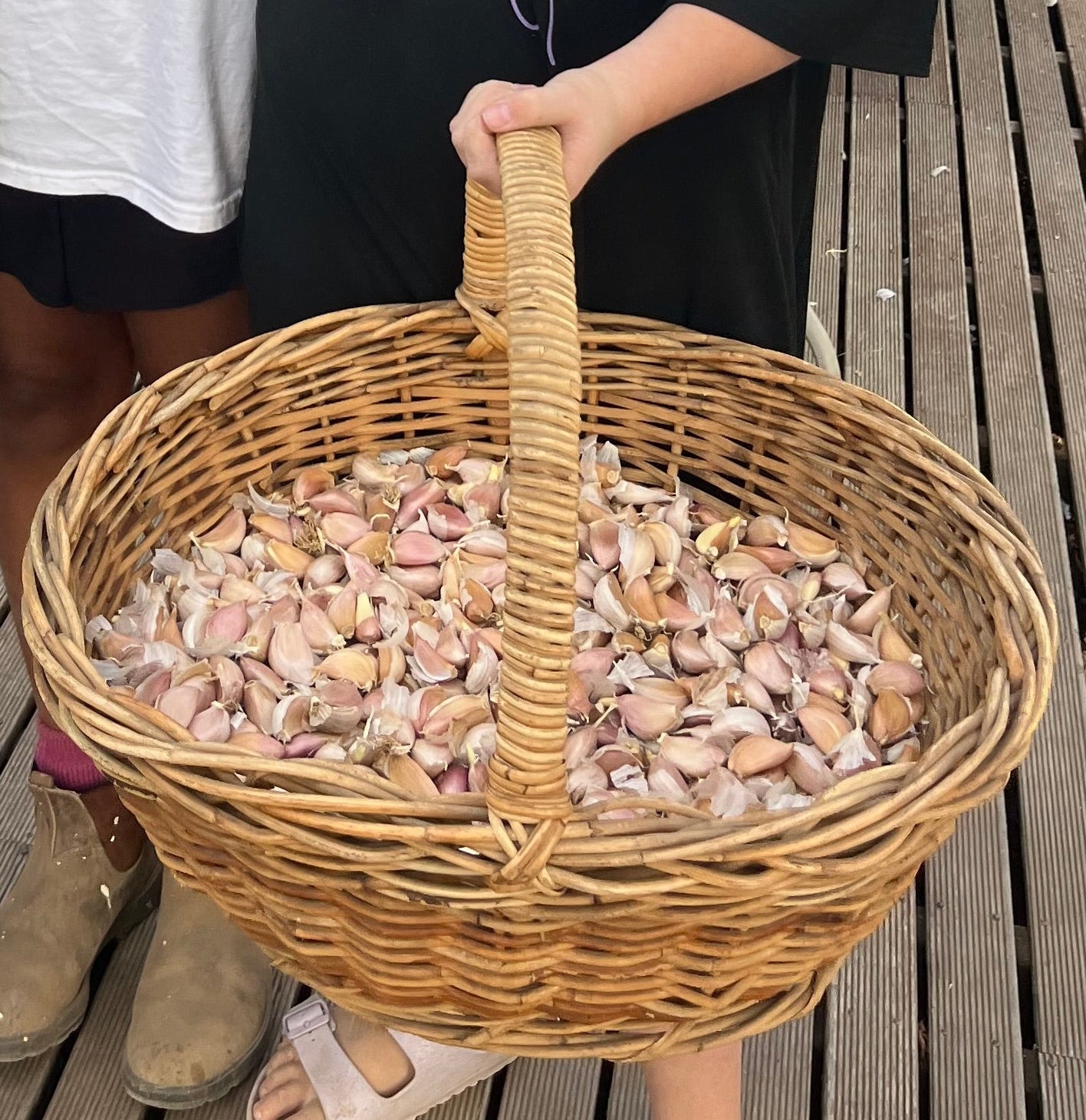 Garlic Seed for Planting – Fernihurst VIC