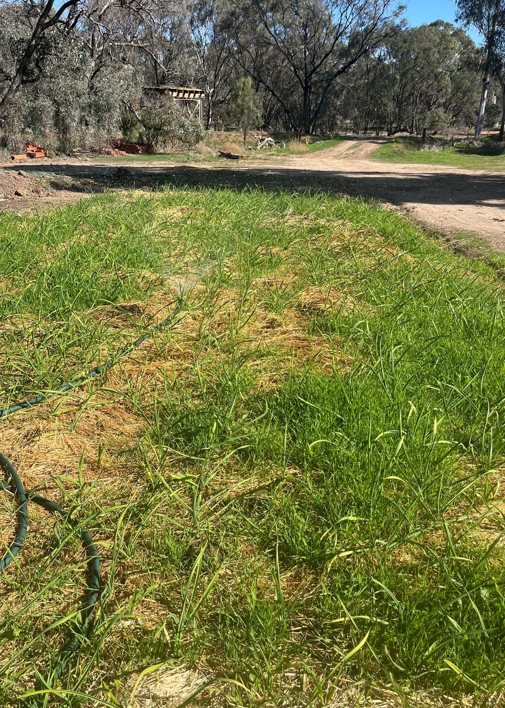 Garlic Seed for Planting – Fernihurst VIC
