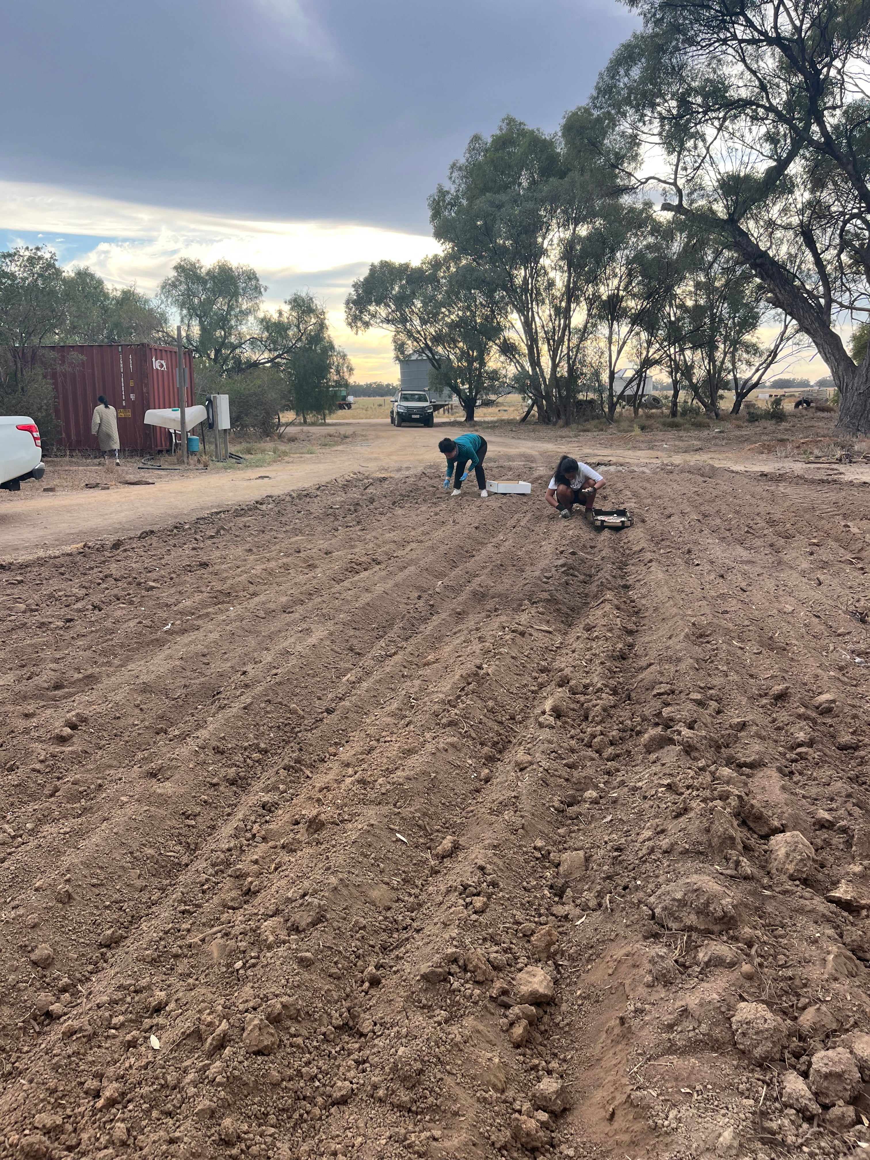 Garlic Seed for Planting – Fernihurst VIC