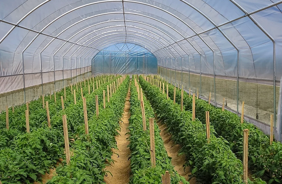 Polytunnel (6m x18m length)